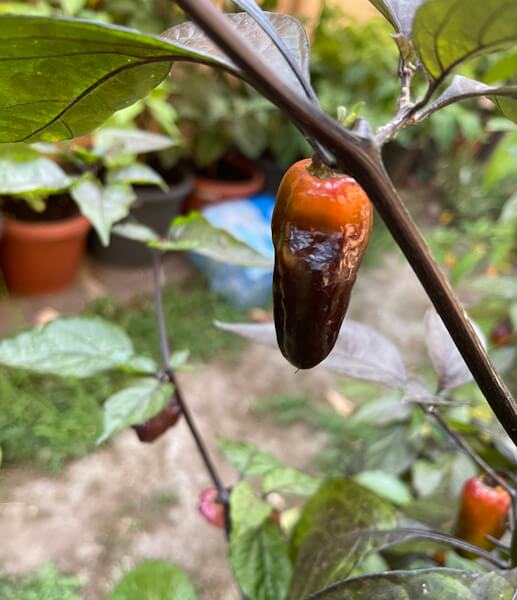 Sunset Pepper Sunset Pepper